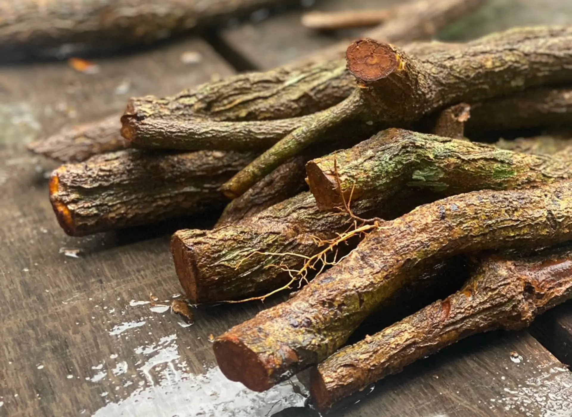 Traditional preparation of Ayahuasca in the Peruvian Amazon
